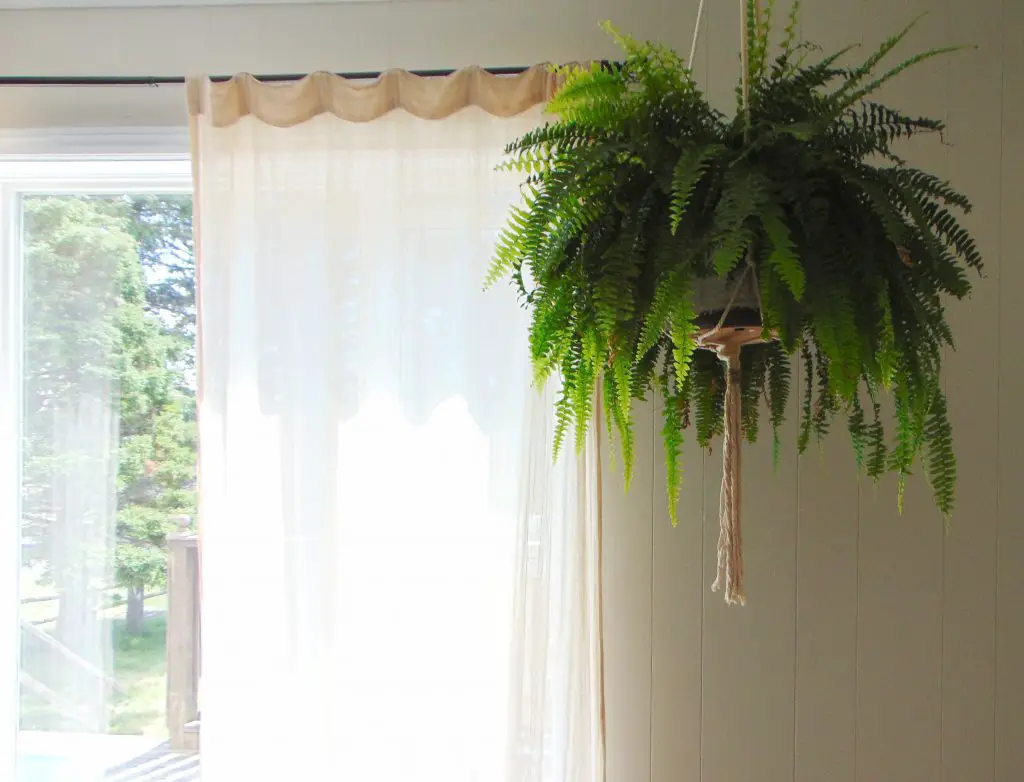 Open living room window with linen curtain and plant hanging in the corner showing how a toxins-free environenment can help achieve optimal health and improve well-being naturally