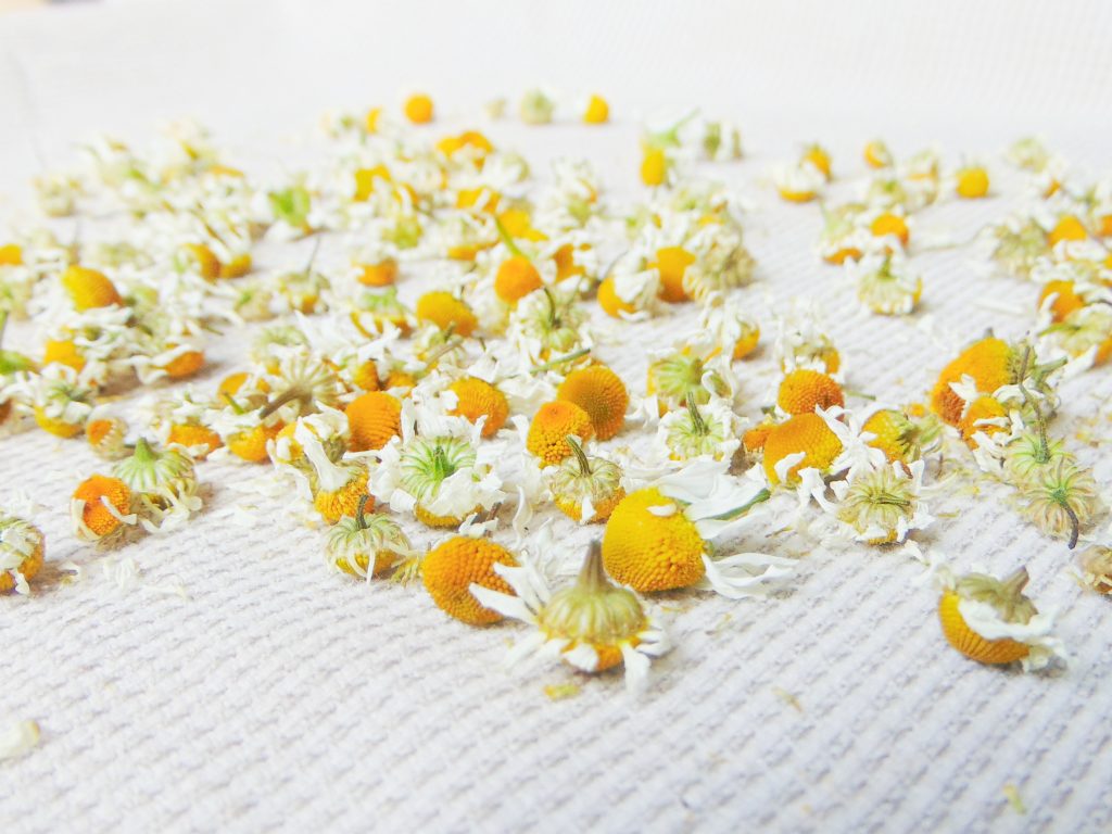 Chamomile flowers air drying on white sheet after harvest