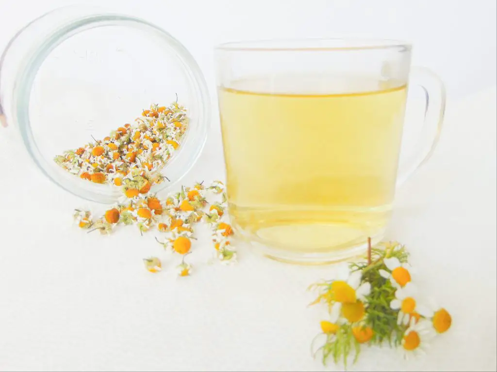 Chamomile tea in glass cup, chamomile flowers, honey jar, and dry chamomile flowers in background use to show how to grow, harvest and use chamomile