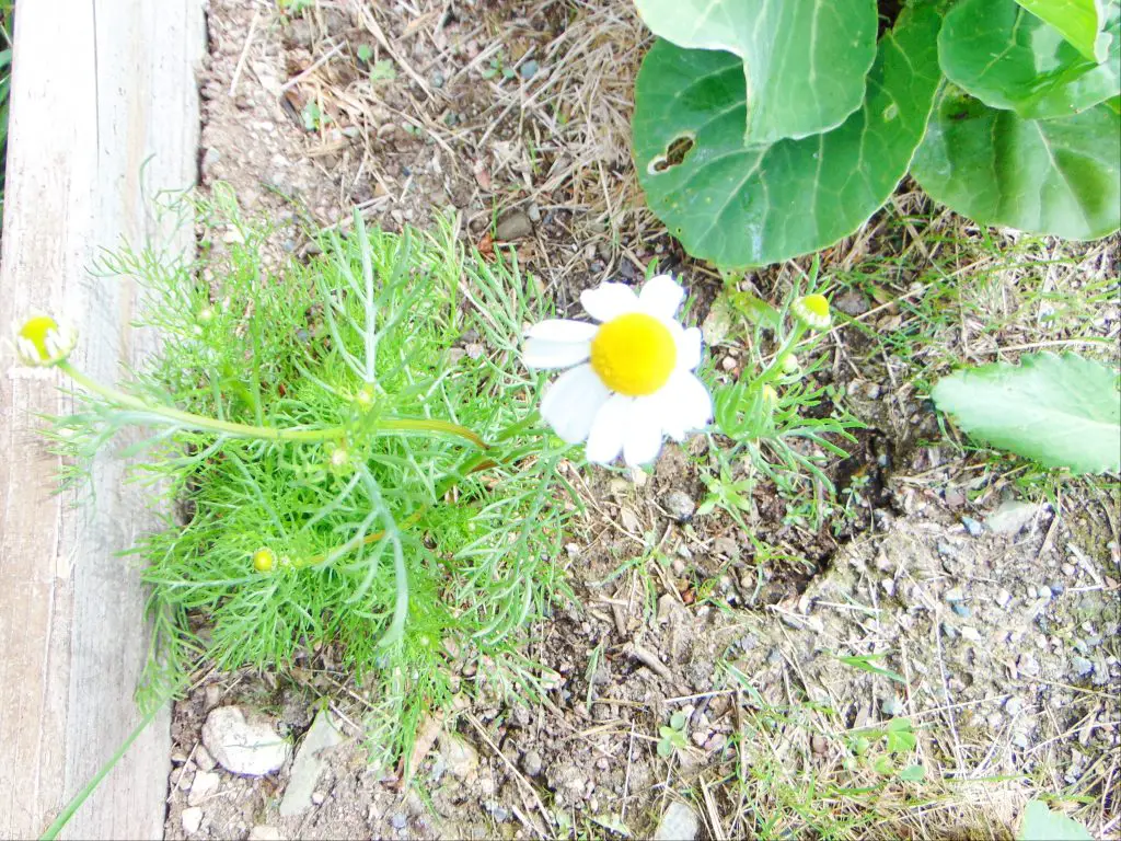 Chamomile plant in raised bed growing with cabbage