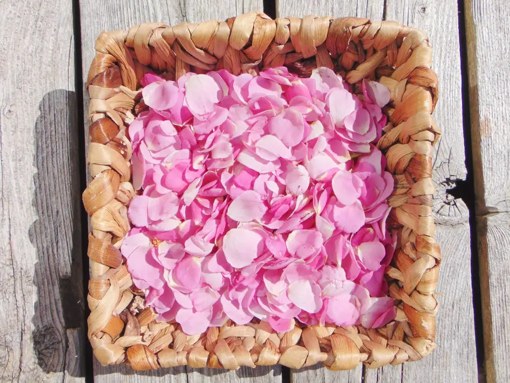 Rose petals in basket used to make DIY rose water