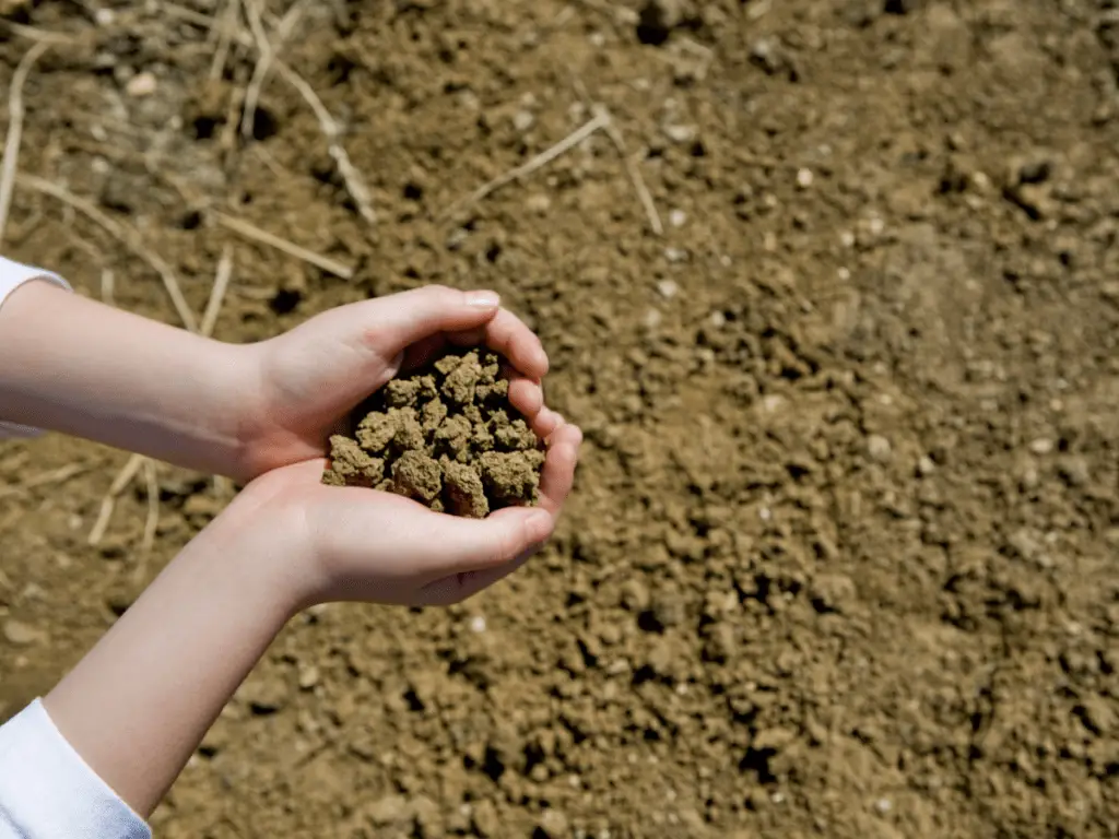 Hands full of soil and soil in
 background