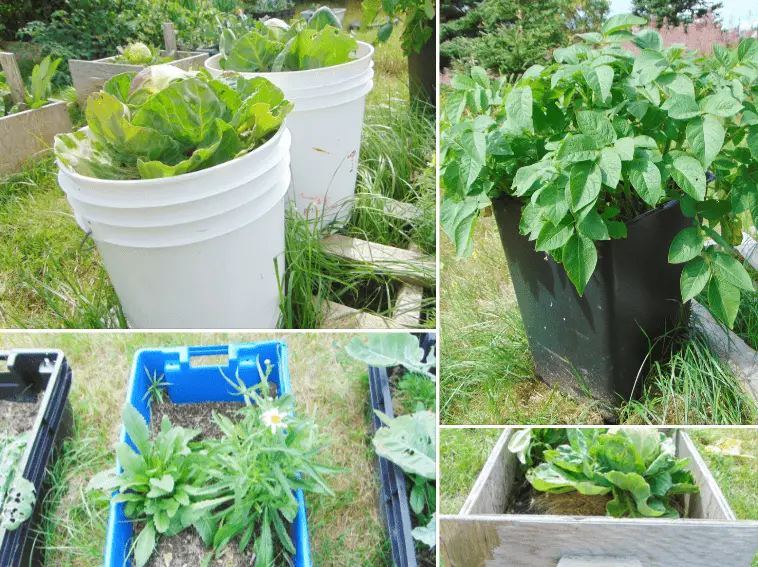 Repurposing containers to grow vegetables on a budget