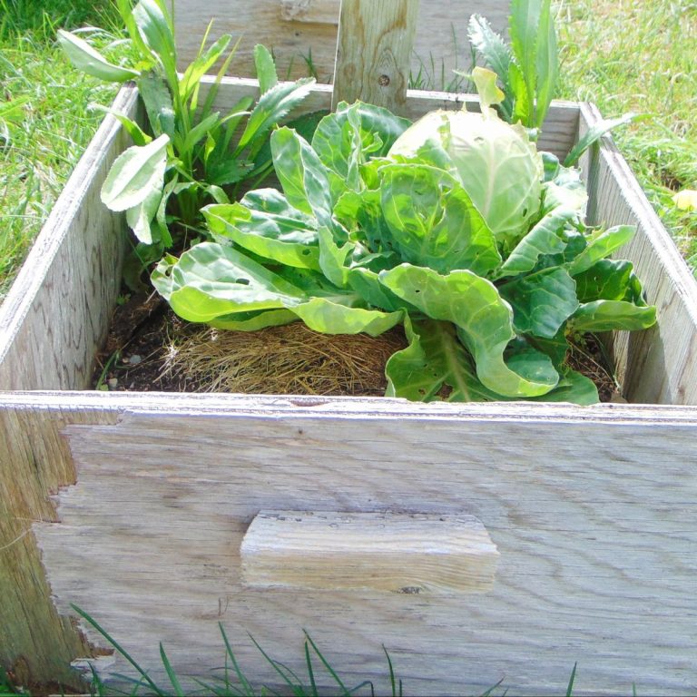 How to Start a Vegetable Garden on a Budget 3