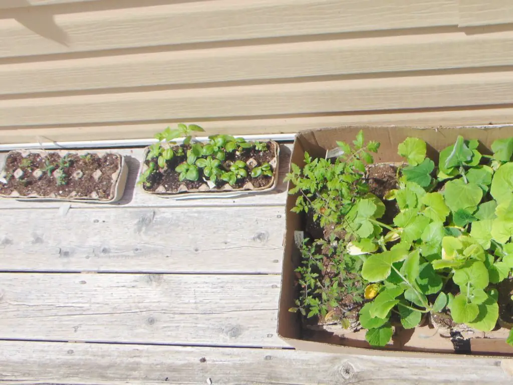 Starting seeds in egg cartons is a great way to garden on a budget
