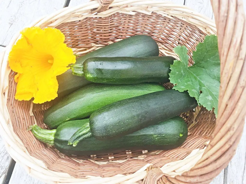 Fresh zucchini from the garden for making Zucchini Noodles with Homemade Pesto and Potatoes